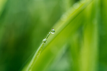 water drops on the green grass