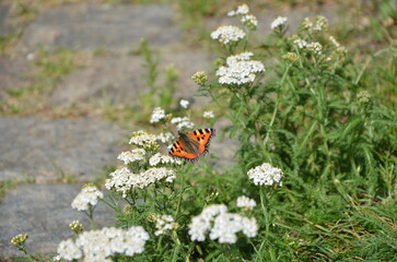 butterfly on a flower