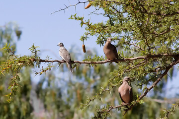 Aves de la Quebrada de Humahuaca