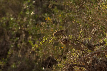 Aves de la Quebrada de Humahuaca