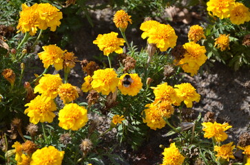 yellow flowers