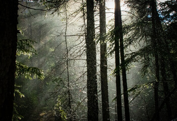 rays of light through forest