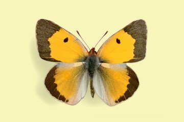 Beautiful natural butterflies on color background