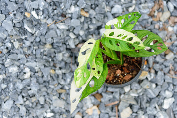 Monstera adansonii albo  variegated giant  © rukawajung