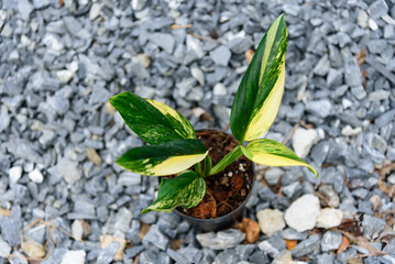 Monstera standleyana aurea variegated in the pot