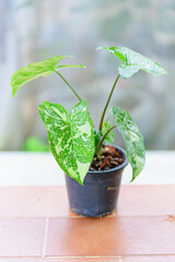 syngonium panda galaxy in the pot