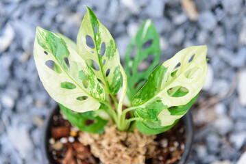 Monstera adansonii albo  variegated giant 