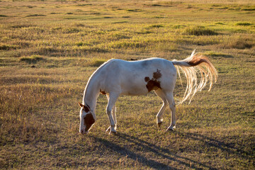 Obraz na płótnie Canvas Backlit Horse at Sunset