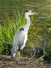 Grey Heron standing on its nest by the lake