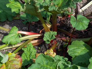 Rhubarb plant growing in a garden in Kent