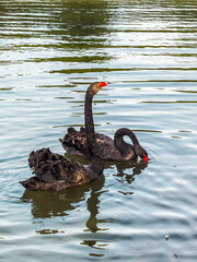 Black Swans (cygnus atratus) swimming on a lake