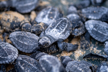 turtle family, hawksbill turtles hatching