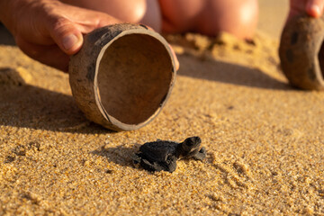 hawksbill turtle being released by volunteers at a turtle camp