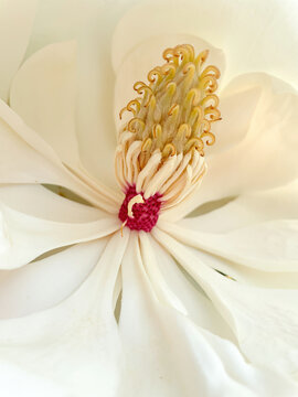 A closeup of the stamen of a Southern Magnolia (Magnolia grandiflora) blosson in full bloom