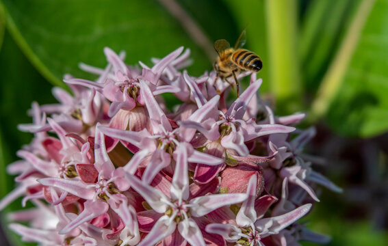 Honey Bee on Little Pink Showy Milkweed Plant Flowers