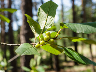 A branch of unripe elderberry with berries and leaves, in the forest, on a sunny summer day....