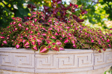 Plectranthus scutellarioides, Coleus Scutellarioides, is a species of flowering plants one of the traditional medicinal herbs. Garden decoration in the park. Bright spotted leaves.