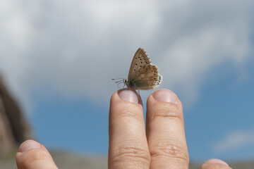 mano con una mariposa