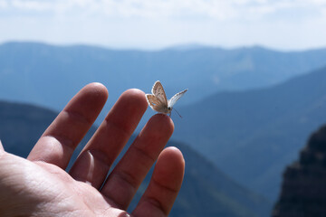 mano con una mariposa
