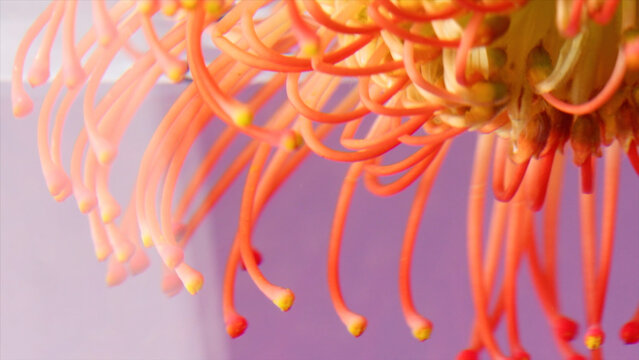 Close up of bright unusual beautiful flower with red petals and yellow stamens. Stock footage. Underwater beautiful flower bud.
