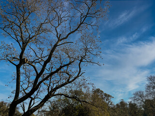 Cloud, tree, landscape, nature, blue sky, Brazil, daytime, green, random, horizon, sky