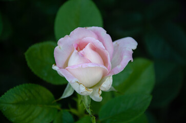 A small white-pink rose is blooming in the garden. Gardening. Breeding roses.