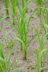 closeup the bunch green ripe paddy plant soil heap in row and growing in the farm soft focus natural green brown background.