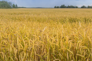 ripe spikelets of wheat on a sunny day. great harvest .Ears of golden wheat .background.Copy space