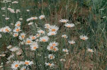 Film imitation. Lovely daisy flowers on a green meadow
