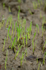 closeup the bunch green ripe paddy plant soil heap in row and growing in the farm soft focus natural green brown background.