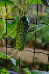 Ripe green cucumber in the garden. food gardening.