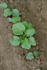 closeup the bunch green ladyfinger plants with leaves growing in the farm soft focus natural green brown background.