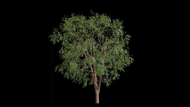 Green Tree animation, Isolated 3D realistic tree on the wind, White background with transparent cutout animation