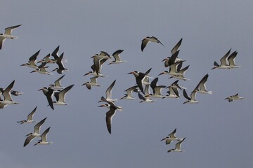 In flight flock of gull birds