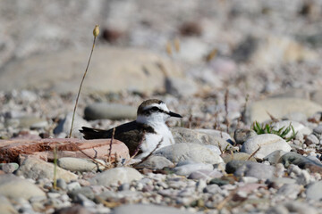 brütender Seeregenpfeifer // breeding Kentish plover (Charadrius alexandrinus)