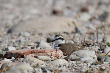 breeding Kentish plover // brütender Seeregenpfeifer (Charadrius alexandrinus)