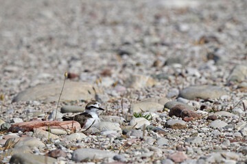 brütender Seeregenpfeifer // breeding Kentish plover (Charadrius alexandrinus)