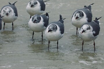 Fototapeta premium Flock of sea birds huddle together during the storm