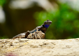 close up of a lizard