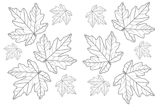 Maple Autumn Leaf is designed for cards, coloring, tattoo, clothing and cloth printing and you can use it in various occasions.