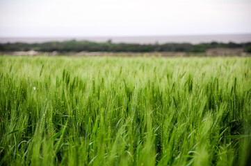 Green wheat plantations fields in the surrounding area of Juan Lacaze, Colonia, Uruguay