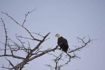 american bald eagle