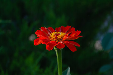 Zinnia Elegans (Common Zinnia) in the garden on a summer day in the sun.