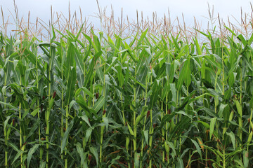 Corn grows on an agricultural field. Agriculture of Ukraine.