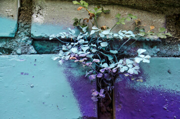 tiny plant grwowing in the mortar in a brick wall sprayed over (not by the photographer) with blue and purple paint