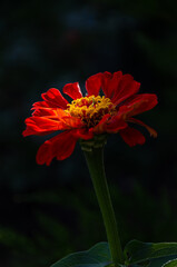 Zinnia Elegans (Common Zinnia) in the garden on a summer day in the sun.