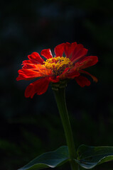 Zinnia Elegans (Common Zinnia) in the garden on a summer day in the sun.