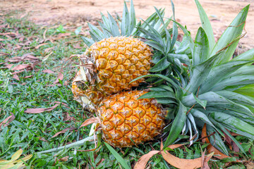 ripe pineapple stock on farm