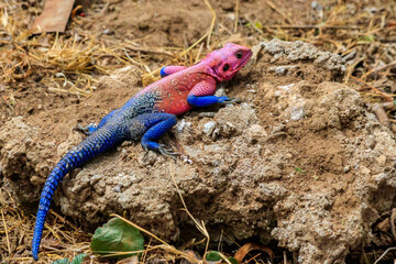 Male mwanza flat-headed rock agama (Agama mwanzae) or the Spider-Man agama on a stone in Serengeti  National Park, Tanzania