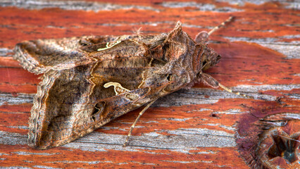 A landscape macro photograph of a migratory silver Y moth